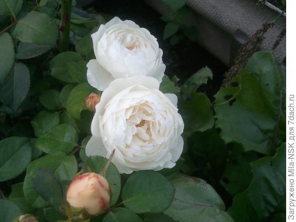 Вильямс и Катарина