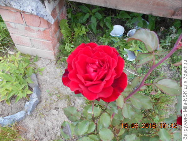 Дон Жуан. Первогодка