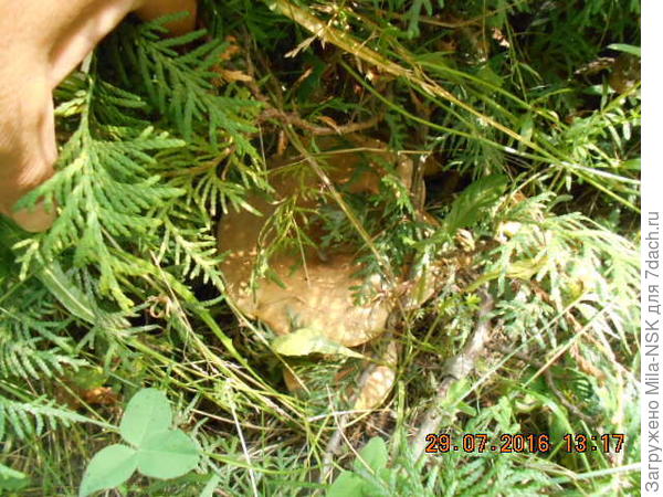 Грибной урожай