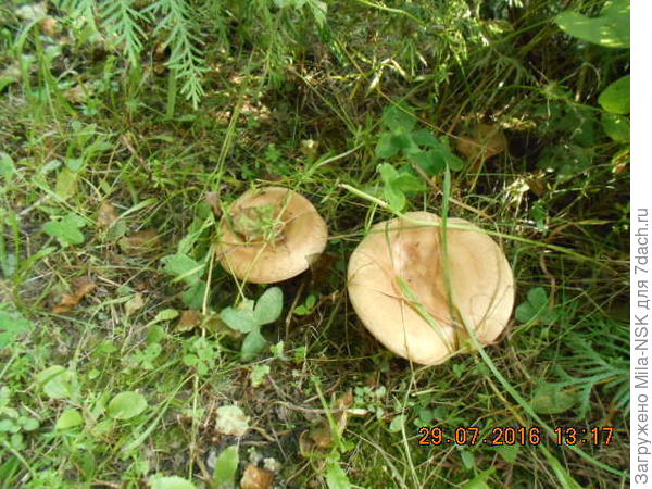 В палисадник по грибы...