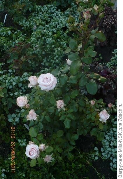 Незнакомка