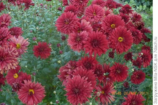 Высокая бордовая (название сорта не знаю). Ранняя