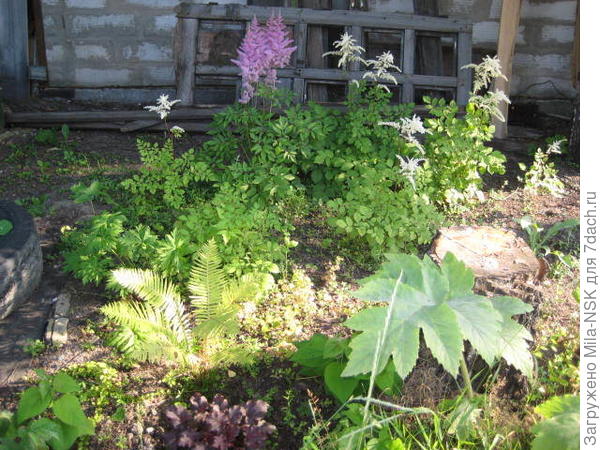 Палисадник через пару лет