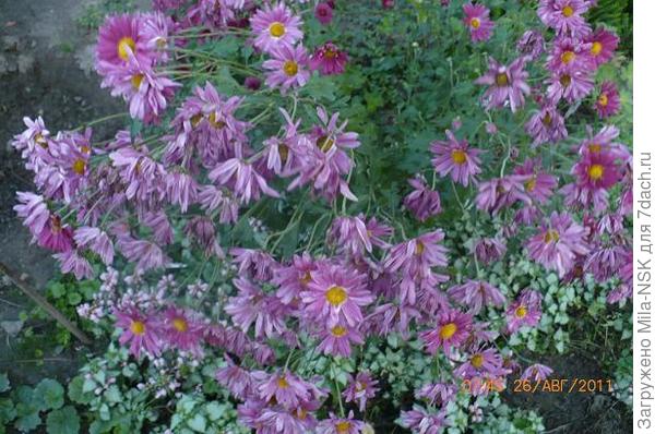 Высокая сиреневая, тоже не знаю сорт. Поздняя