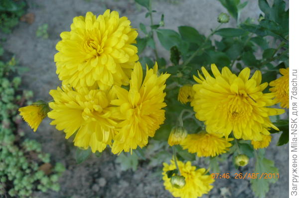 "Цыпенок", но по описанию это сорт Солнышко.