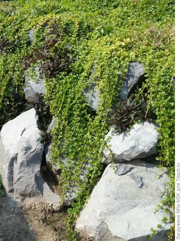 Зеленый водопад