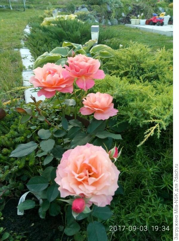 Бордюр Априкот