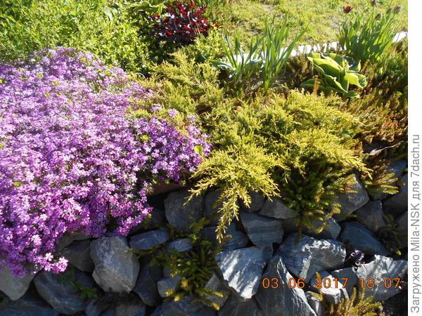 Цветы и камни