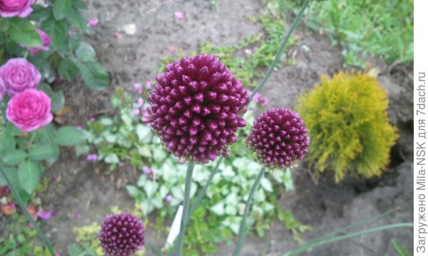 Лук круглоголовый