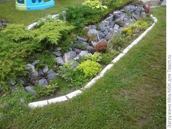 можжевельники