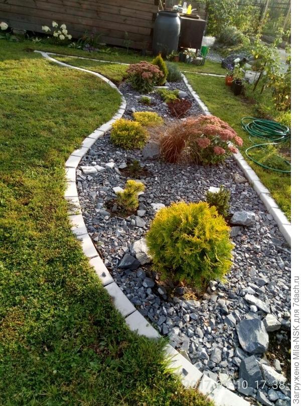 туя на камушках