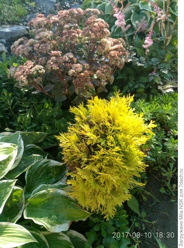 Туя Голден глоуб