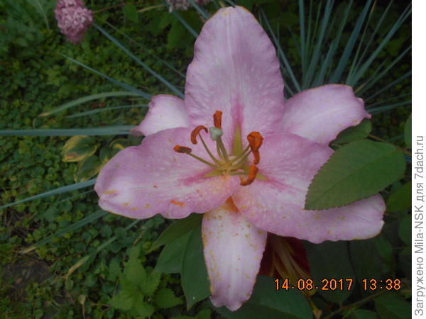 лилия