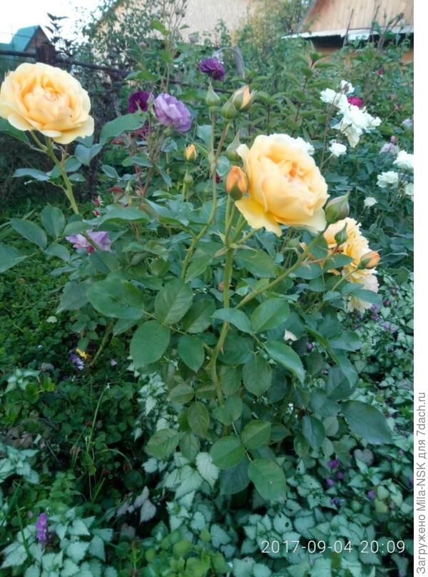 Элина (желтая) и Минерва (фиолетовая на заднем плане)