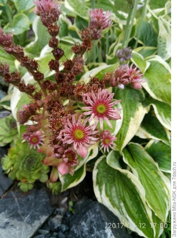 Веселая компашка