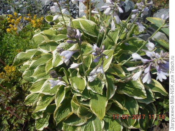 Одна из самых старых - Твалайт