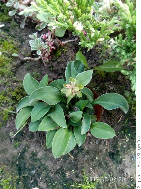 Блю маус иэрс (Мышинные ушки) - самая маленькая в моей коллекции