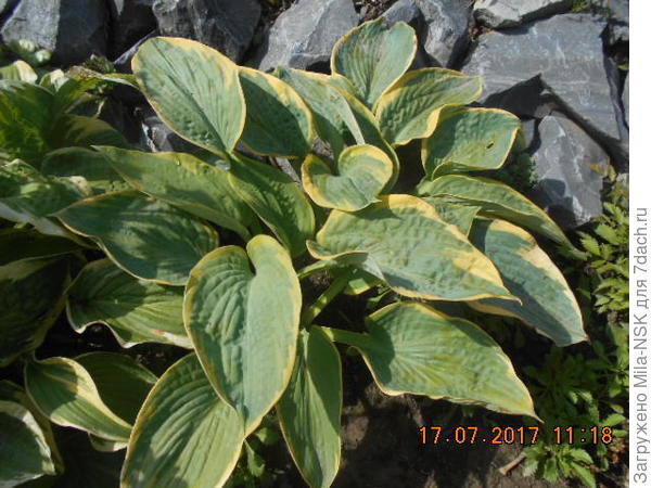 Цветы и камни