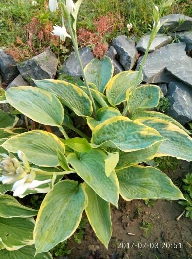 На камушках