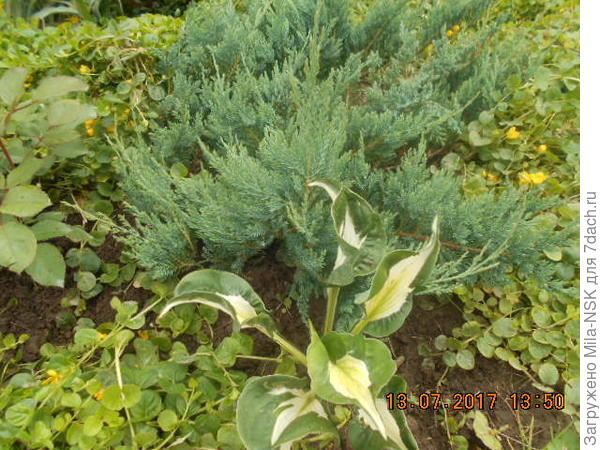 В компании с можжевельником