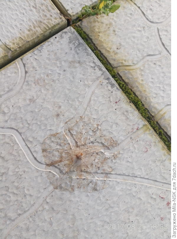 Что бы это значило?