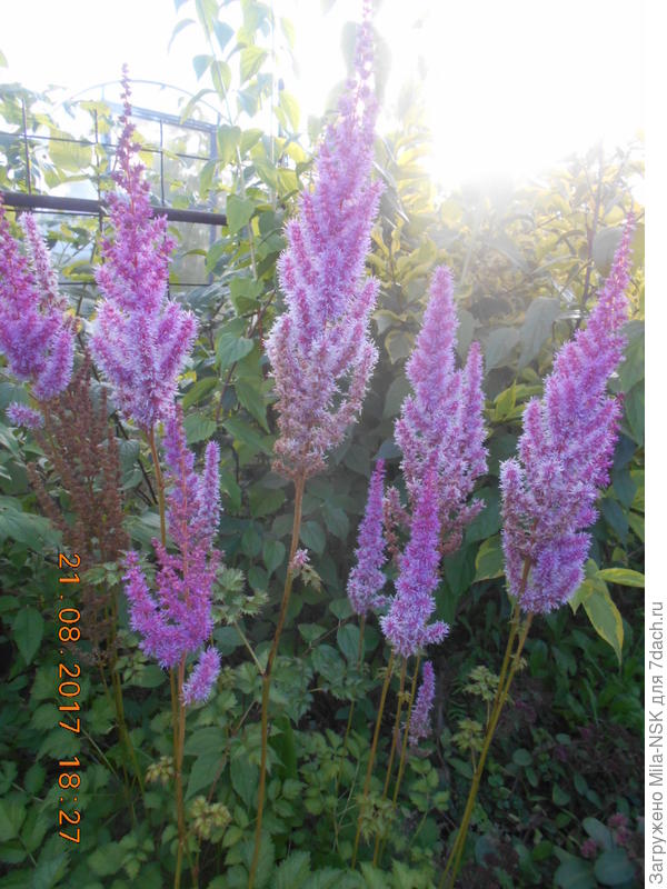 Астильба Суперба