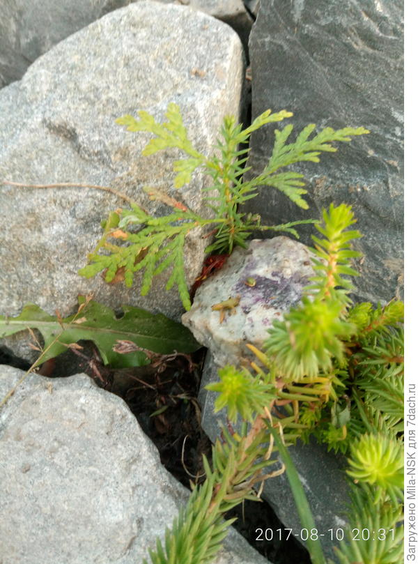 Жажда жизни-росток туи в камнях