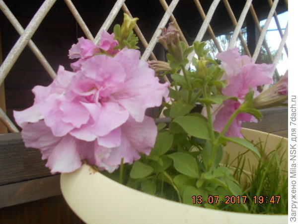 розовенькая