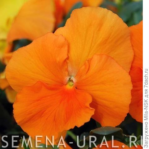 ВИОЛА CELLO PURE DEEP ORANGE