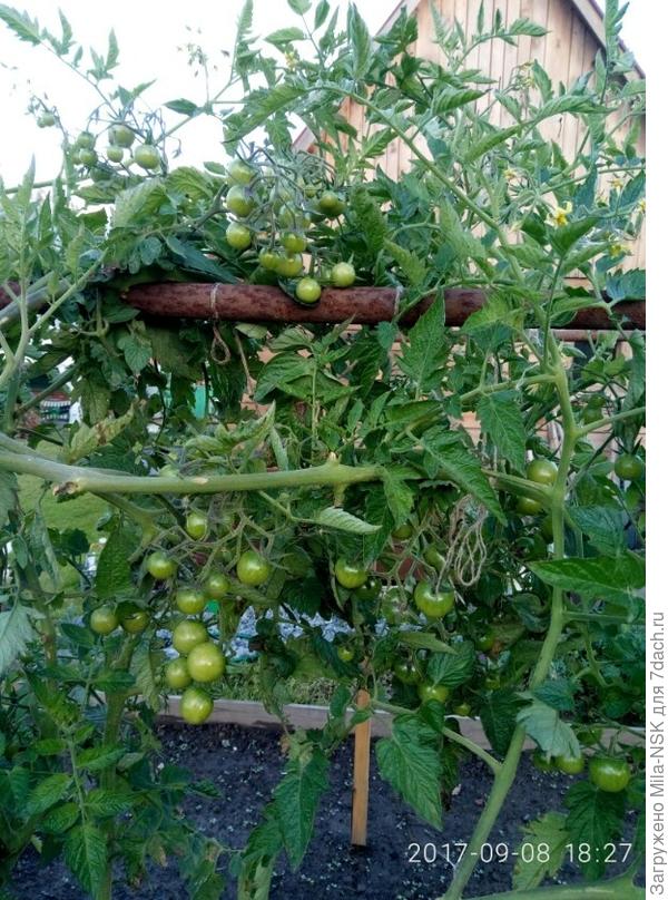 Черри Шоколад