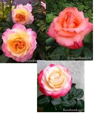 Акварель, Христофор и Ностальжи