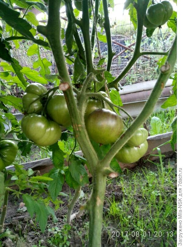 Голубая красота