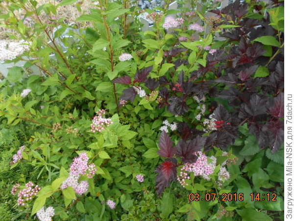 Вот это спиреи (слева) 5 лет, высота около 50 см