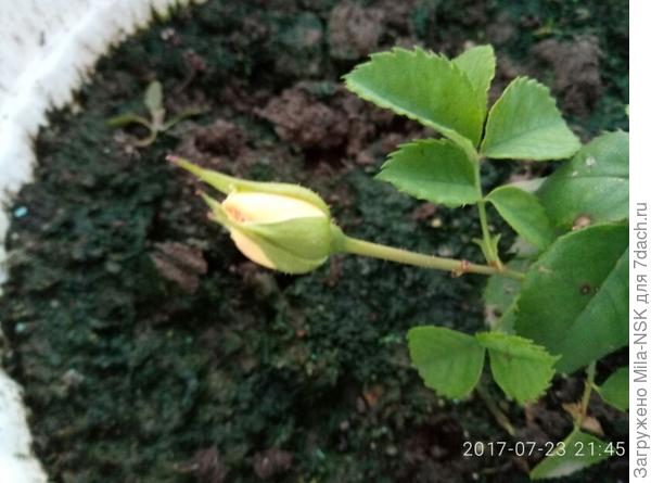 бутон был желтый