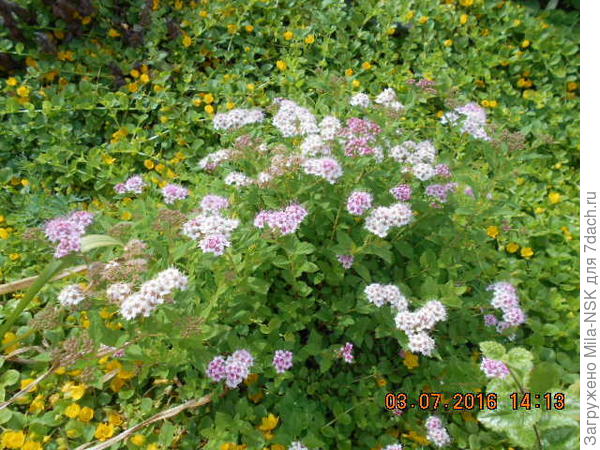 Литл Принцес, ей 4 года