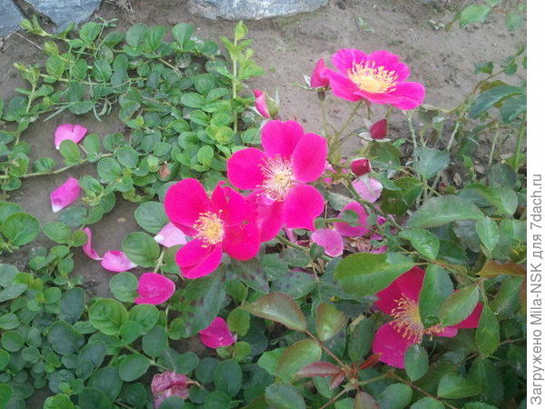 почвопокровная Пурпл Хейнз 2015 г.