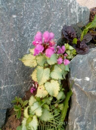 Яснотка и живучка-жаба