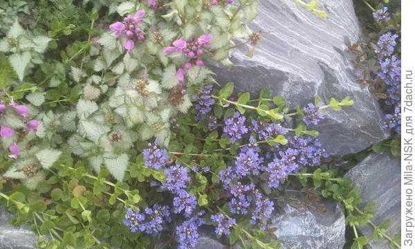 яснотка и живучка в цвету