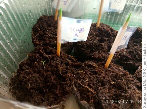 неизвестная