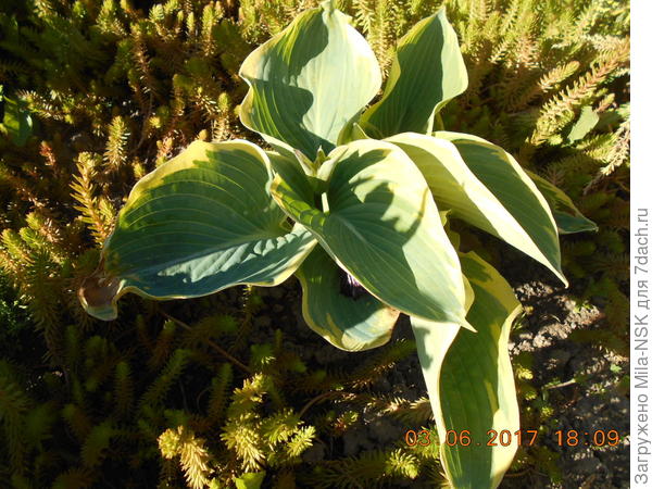 Очиток с хостой