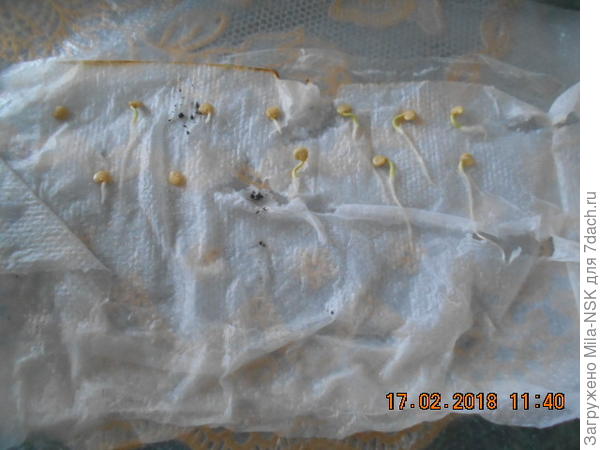 перец болгарский