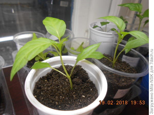 Халапеньо оранж-19 февр.2018г