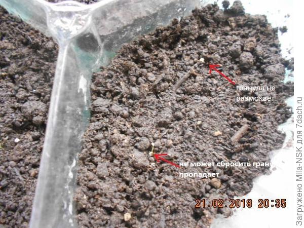 Посеяны в почву 10 февр., гранулы не размокают и не сбрасываются. Даже иголкой не могу их разрушить
