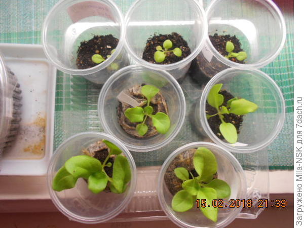 через неделю. Те, что были покрупнее пока в таблетках