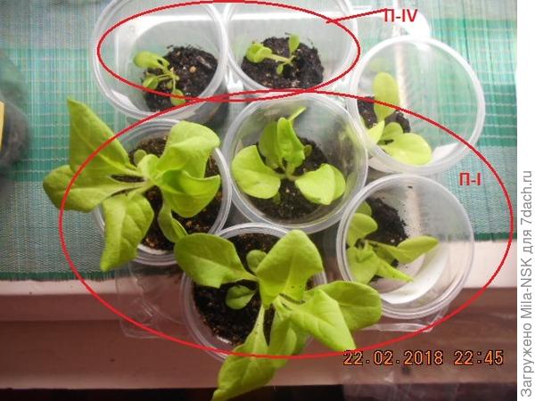 Все пересажены в почву