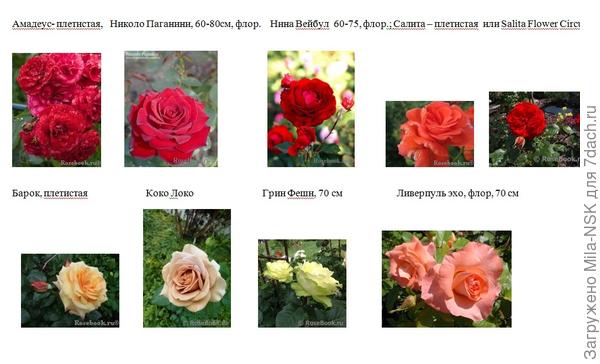Низкорослые розы сорта фото с названиями и описанием
