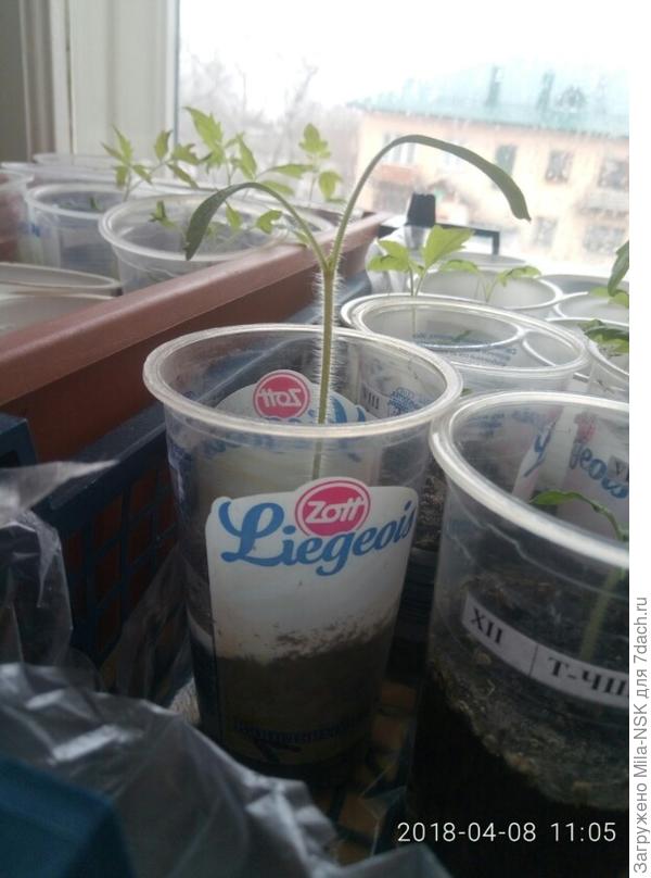 Вот такой недомерок уродился