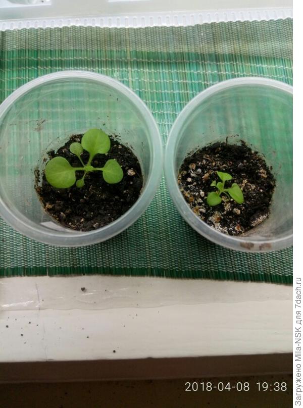 МП Мятный лайм8 апреля