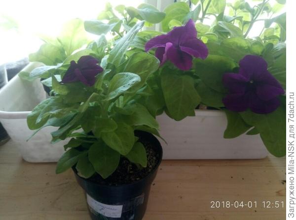 Красоточки мои!