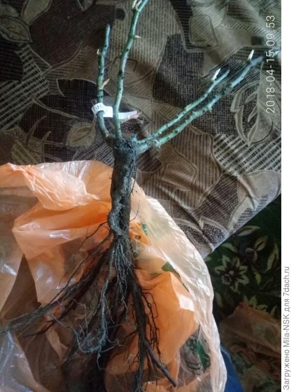 С корешками